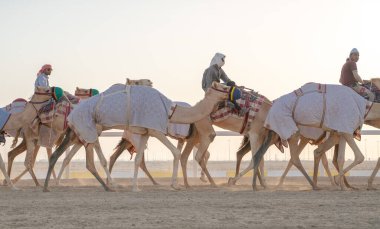 Ash-Shahaniyah, Katar... 01 Kasım 2020: Jokeyler deve yarışı pistinde yürümek için develeri alıyorlar..