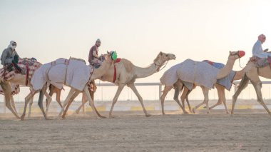 Ash-Shahaniyah, Katar... 01 Kasım 2020: Jokeyler deve yarışı pistinde yürümek için develeri alıyorlar..