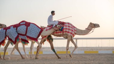 Ash-Shahaniyah, Katar... 01 Kasım 2020: Jokeyler deve yarışı pistinde yürümek için develeri alıyorlar..