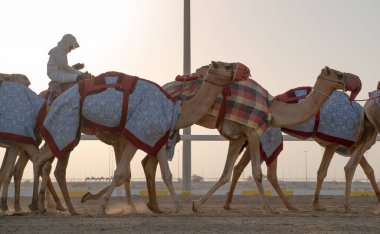 Jokeyler deve yarışı pistinde yürümek için develeri alıyorlar..
