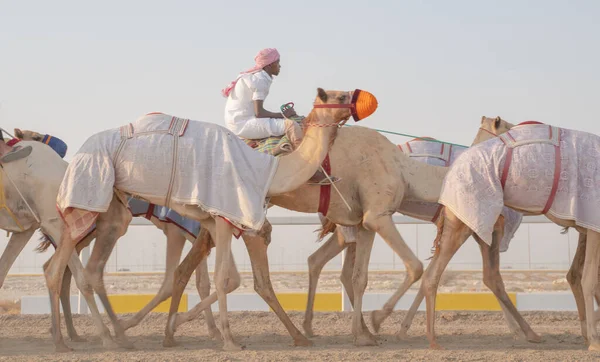 Ash Shahaniyah Qatar Noviembre 2020 Jockeys Taking Camels Walk Camel — Foto de Stock