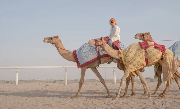 Ash Shahaniyah Qatar Noviembre 2020 Jockeys Taking Camels Walk Camel — Foto de Stock