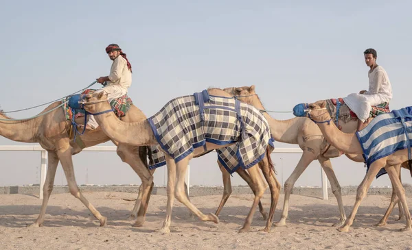 Шахания Катар Ноября 2020 Года Жокеи Берут Верблюдов Прогулку Верблюжьим — стоковое фото