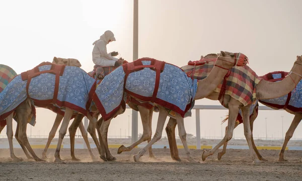 Jockeys Tomando Los Camellos Para Caminar Las Pistas Carreras — Foto de Stock