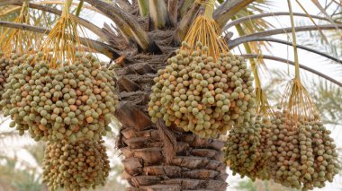 Orta Doğu 'daki tarih plantasyonunun arkaplan resmi. Tarih plantasyonu