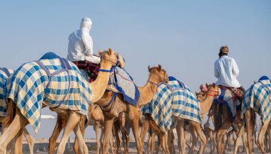 Jokeyler deve yarışı pistinde yürümek için develeri alıyorlar..