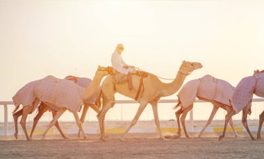 Jokeyler deve yarışı pistinde yürümek için develeri alıyorlar..