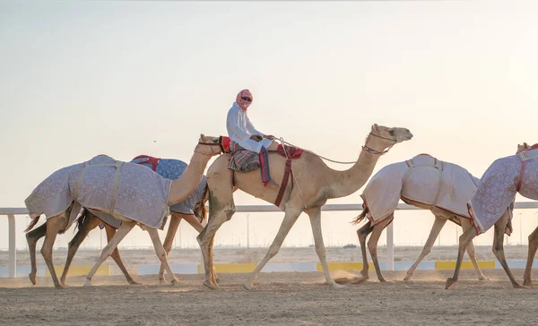 Jockeys Tomando Los Camellos Para Caminar Las Pistas Carreras Camellos — Foto de Stock