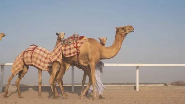 Jockeys Tomando Los Camellos Para Caminar Las Pistas Carreras Camellos — Foto de Stock