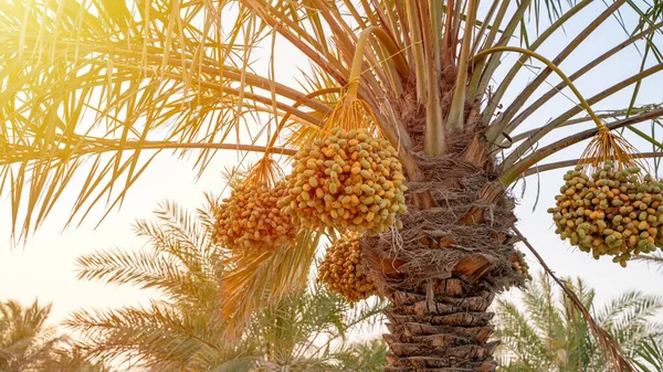 Plantage Von Dattelpalmen Tropische Landwirtschaft Nahen Osten — Stockfoto