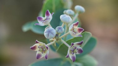 Katar 'da Taze Gelişmiş Calotropis Gigantia veya Calotropis procera çiçekleri .