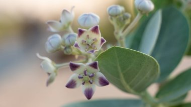 Katar 'da Taze Gelişmiş Calotropis Gigantia veya Calotropis procera çiçekleri .