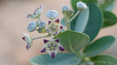Katar 'da Taze Gelişmiş Calotropis Gigantia veya Calotropis procera çiçekleri .