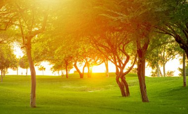 Katara parkındaki ağaçlardan gelen gündoğumu ışını. Gün batımı
