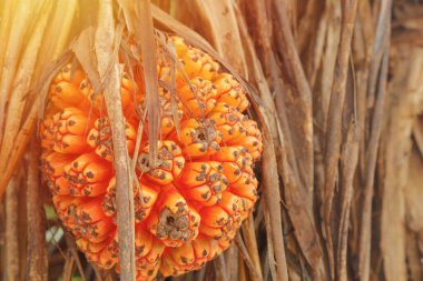 Sri Lanka 'da palmiye ağaçlarından yetişen yenilemez tropikal pandan meyvesi veya pandanus. Pandan Ağacı.