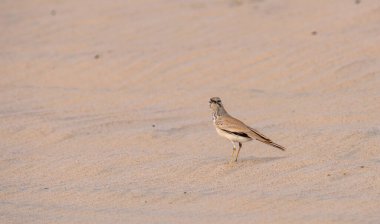 Daha büyük Hoopoe-lark, Alaemon alaudipes kuşu Katar çölünde bulundu.