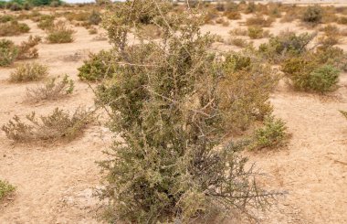 Çöl dikenli Lycium Shawii bitkisi depresyonda. Seçici odak