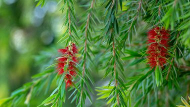 Melaleuca viminalis, Myrtaceae familyasından Myrtaceae familyasından bir bitki türü.