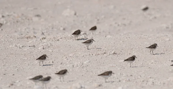 Zandloper Vogel Kust Van Qatar Selectieve Focus — Stockfoto