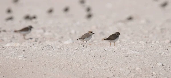 Grauer Regenpfeifer Pluvialis Squatarola Der Küste Von Katar Selektiver Fokus — Stockfoto