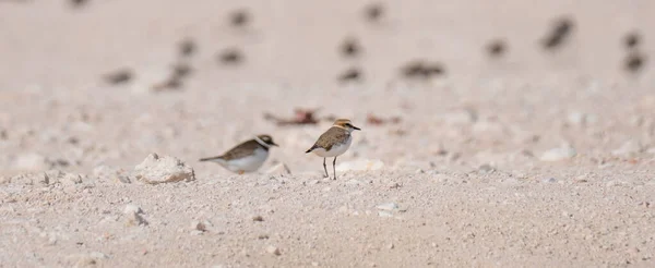 Grauer Regenpfeifer Pluvialis Squatarola Der Küste Von Katar Selektiver Fokus — Stockfoto