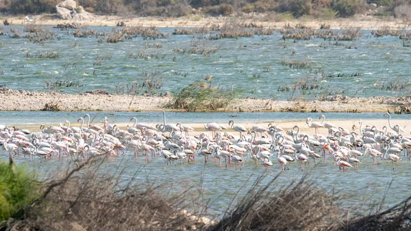 Multiple flamingos in a lake in Qatar during winter season. selective focus