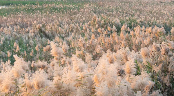 Pampas Tráva Okraji Laguny Kataru Selektivní Zaměření — Stock fotografie