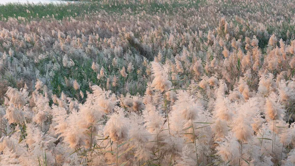 Pampas Grass Edge Lagoon Qatar Selective Focus — Stock Photo, Image