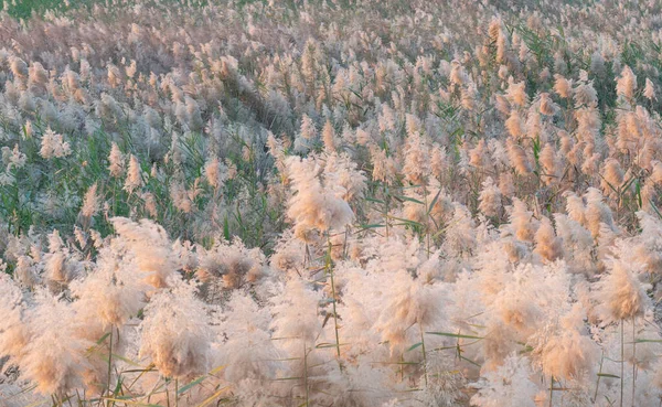 Pampas Tráva Okraji Laguny Kataru Selektivní Zaměření — Stock fotografie