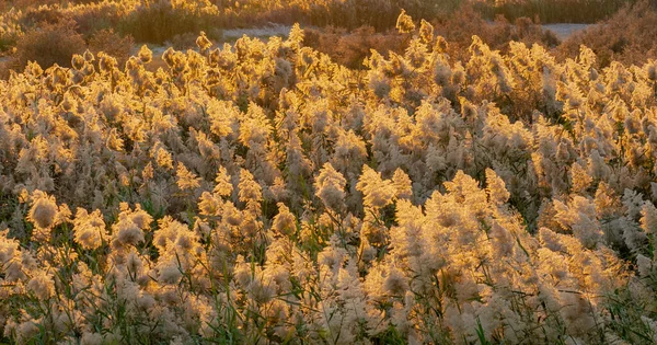 Pampas Tráva Okraji Laguny Kataru Selektivní Zaměření — Stock fotografie