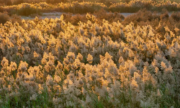 Pampas grass at the edge of lagoon in Qatar.Selective focus