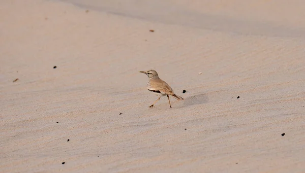 Greater Hoopoe Lark Alaemon Alaudipes Bird Desert Qatar Selective Focus — 스톡 사진