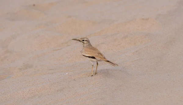 Daha Büyük Hoopoe Lark Alaemon Alaudipes Kuşu Katar Çölünde Bulundu — Stok fotoğraf