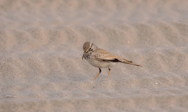 Grotere Hoopoe Leeuwerik Alaemon Alaudipes Vogel Gevonden Woestijn Van Qatar — Stockfoto