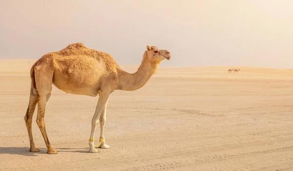 Einsames Kamel Der Wüste Selektiver Fokus — Stockfoto