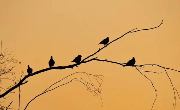 Силует Декількох Голубів Сидять Гілці Під Час Заходу Сонця Катарі — стокове фото