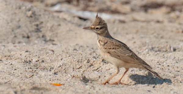 Een Kreeft Leeuwerik Galerida Cristata Schot Tijdens Het Rennen Het — Stockfoto