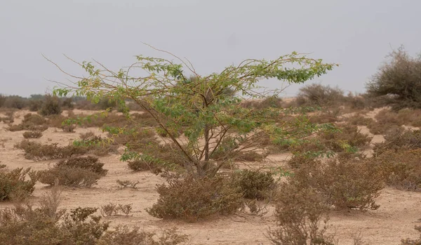 Lone Prosopis Juliflora Tree Middle Jumayliyah Desert Qatar — Stock Photo, Image