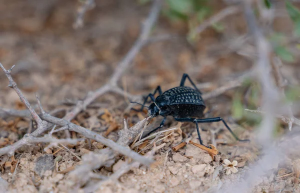 Katar çölünde bulunan pitted darkling beetle (Adesmia iptali).