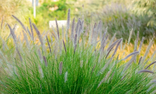 Bela Grama Fonte Roxa Pennisetum Pena Macia Foco Seletivo — Fotografia de Stock