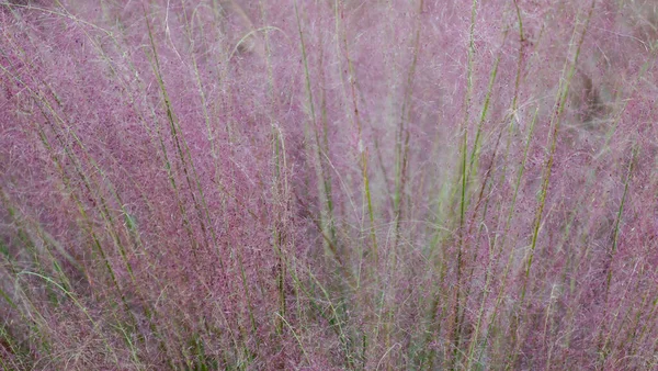 Piękna Purpurowa Trawa Fontannowa Lub Puszyste Pióro Pennisetum Ukierunkowanie Selektywne — Zdjęcie stockowe