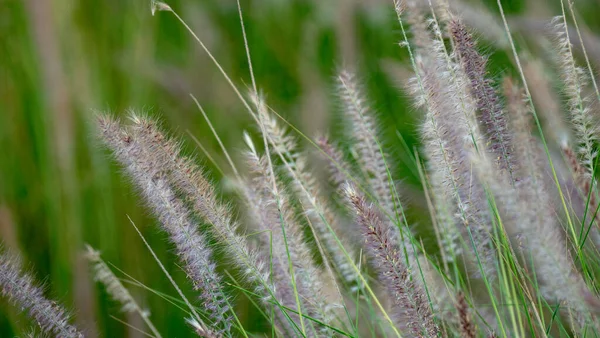 Beautiful Purple Fountain Grass Fluffy Feather Pennisetum Selective Focus — Stock Photo, Image