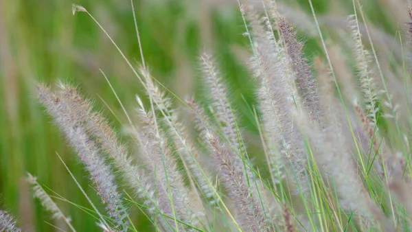 Piękna Purpurowa Trawa Fontannowa Lub Puszyste Pióro Pennisetum Ukierunkowanie Selektywne — Zdjęcie stockowe