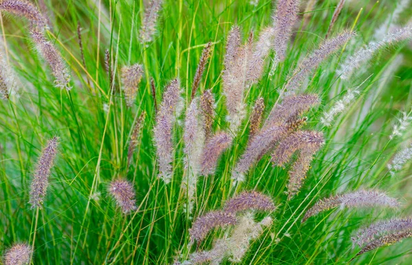 Hermosa Hierba Fuente Púrpura Pluma Mullida Pennisetum Enfoque Selectivo —  Fotos de Stock