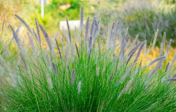 Güzel Mor Çimen Fıskiyesi veya tüylü Pennisetum. seçici odak
