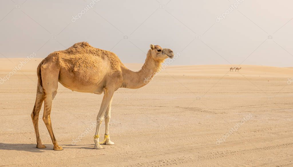 Lonely Camel in the desert.Selective focus