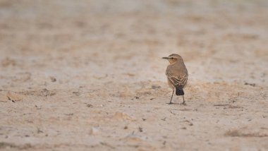 Katar 'da bulunan Pers Wheatear (Oenanthe chrysopygia). seçici odak