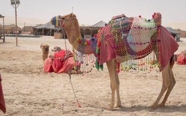 Geleneksel kostümlerle süslenmiş develer Katar 'daki Sea Line plajında turistleri gezdirirdi. Seçici odak