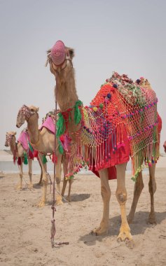 Geleneksel kostümlerle süslenmiş develer Katar 'daki Sea Line plajında turistleri gezdirirdi. Seçici odak
