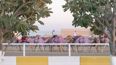 Ash-Shahaniyah, Katar... 21 Mart 2021: Jokeyler deve yarışı pistinde yürümek için develeri alıyorlar. Seçici odak